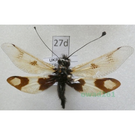 Libelloides macaronius (Scopoli, 1763) Ukraine27d